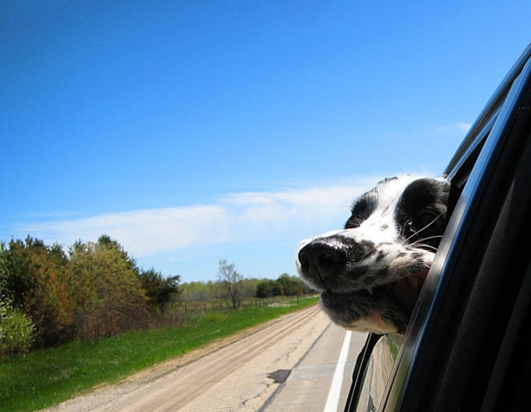 Image: Dog in car